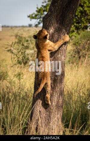 Lion cub climbs tree trunk in savannah Stock Photo