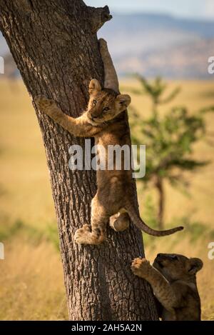 Lion cub climbs tree trunk looking back Stock Photo