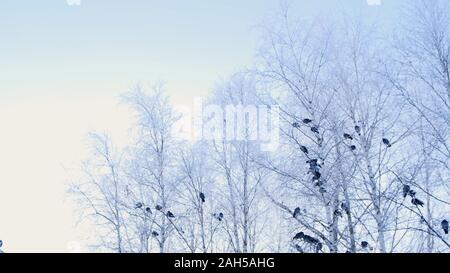 gray pigeons stood on a branch with white snow. A flock of birds close-up. animals in the winter season. Frosty trees in frosty winter. Stock Photo