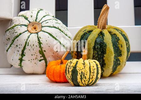 Cute small decorative pumpkins on white backgroundrain Stock Photo