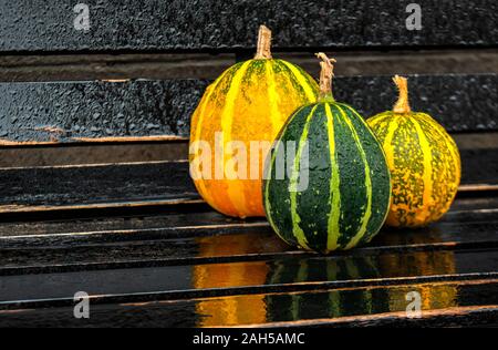Cute small decorative pumpkins on black background Stock Photo