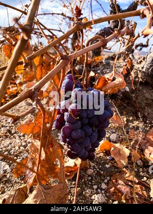 Grapes hang on the dry branches of a vineyard against a blue sky. Sunny day. Turkey. Autumn. Stock Photo
