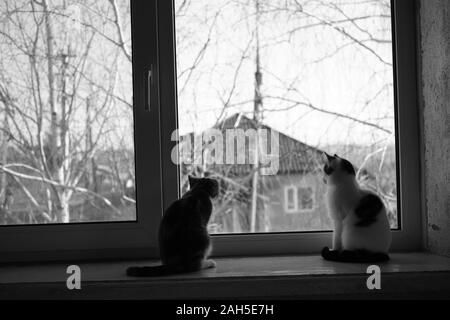 Two cute kittens are sitting on the windowsill, cats look out the window, pets rest indoor. Stock Photo