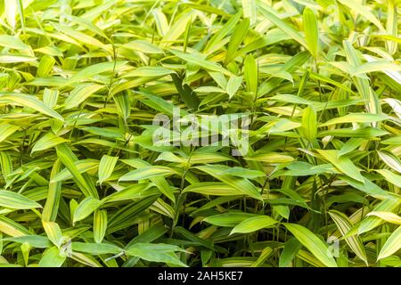 Bamboo Pleioblastus viridistriatus Auricoma Stock Photo