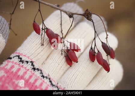 barberry branch with pink berries on female hand in glove, selective focus, winter season. Stock Photo