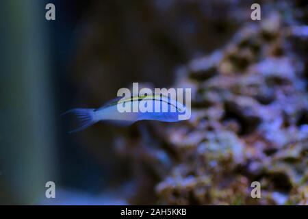 Red Sea Mimic Blenny - (Ecsenius gravieri) Stock Photo