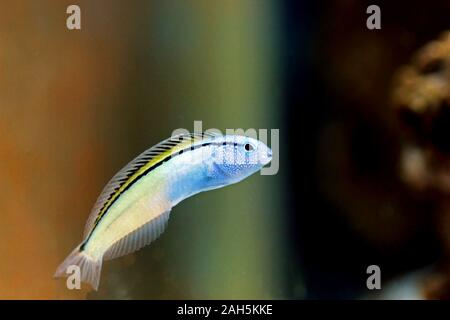 Red Sea Mimic Blenny - (Ecsenius gravieri) Stock Photo