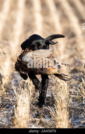 A Black Lab pheasant hunting in South Dakota Stock Photo