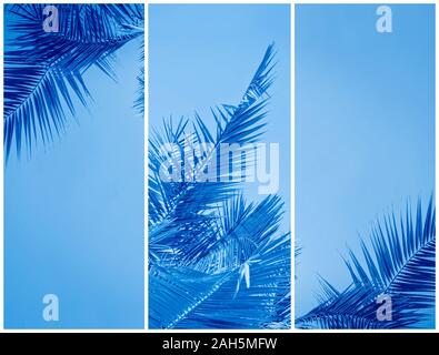 Collage of toned to classic blue Palm leaves with copy space. Holy Week Easter and Palm Sunday greeting card Stock Photo