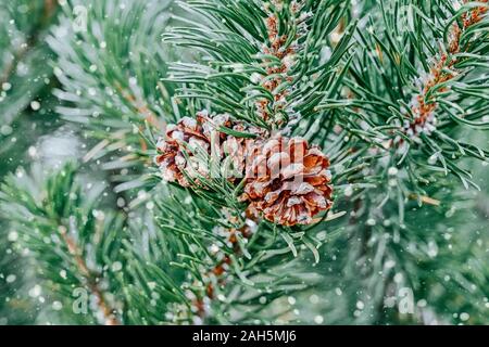 Pine cones on branch with first snow, closeup view, floral background, copy space, soft focus Stock Photo