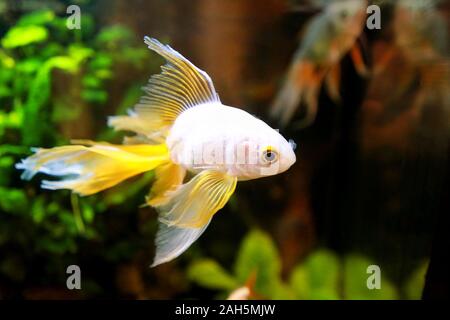 Goldfish picture. Lonely small Japanese fish swims in an aquarium. Golden fish in freshwater aquarium with decorative green underwater plants. Stock Photo