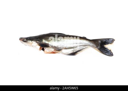 Ikan Patin or Silver Catfish or Iridescent shark fish or scientific name Pangasius Sutchi isolated on white background Stock Photo