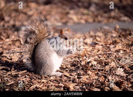 A fatten up Eastern gray squirrel (Sciurus carolinensis) ready for winter, on hind legs sideways front paws joined with mouth open, in full winter sun Stock Photo
