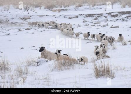 Hohhot. 24th Dec, 2019. Photo taken on Dec. 24, 2019 shows some sheep going out for foraging in Urad Middle Banner, north China's Inner Mongolia Autonomous Region. Ten days of continuous snowfall has left 2.8 million hectares of grassland in north China's Inner Mongolia Autonomous Region buried in deep snow, affecting herdsmen and their livestock.TO GO WITH 'North China's pasture hit by snowstorm' Credit: Li Yunping/Xinhua/Alamy Live News