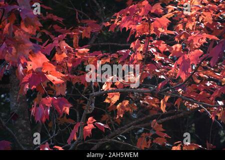 Light shining through red maple leaves Stock Photo