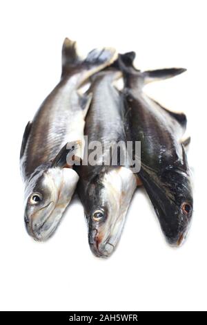 Ikan Patin or Silver Catfish or Iridescent shark fish or scientific name Pangasius Sutchi isolated on white background Stock Photo