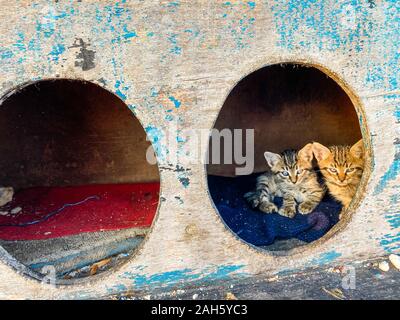 street house for homeless cats in Istanbul, Turkey. cat cabin stands on street for homeless cats. Concept of caring for street animals. Wooden Cat Stock Photo