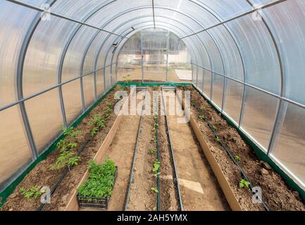 Rows of tomato cucumber and pepper plants growing inside greenhouse with drip irrigation Stock Photo