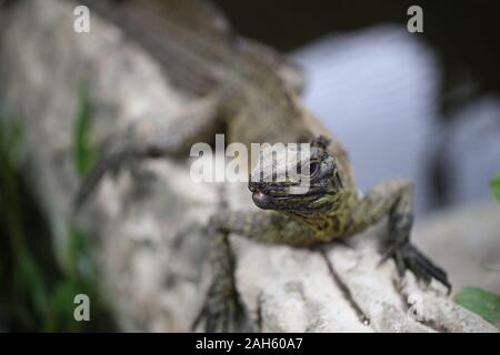 Hydrosaurus amboinensis, Indonesian Sailfin lizard is native to Indonesia and New Guinea Stock Photo