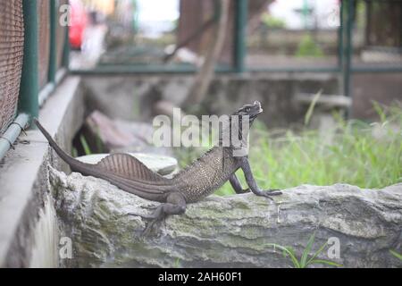 Hydrosaurus amboinensis, Indonesian Sailfin lizard is native to Indonesia and New Guinea Stock Photo