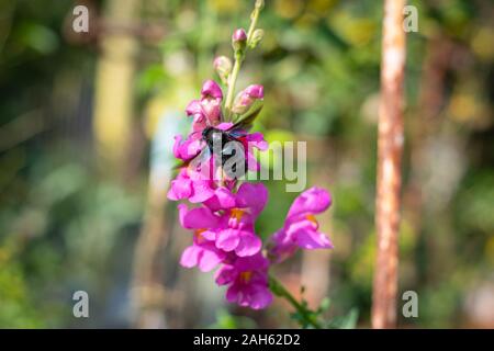 Xylocopa violacea (Carpenter bee) on a Snapdragon blossom Stock Photo