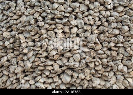 Fossil remains of shell in Thailand. Stock Photo