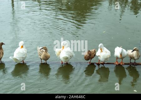 White and brown duck standing on a wooden drowning. Stock Photo