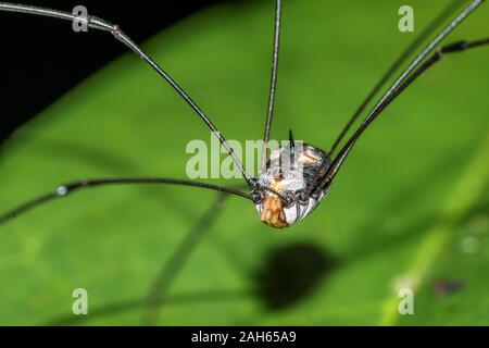 Beautiful wild spider from tropical Sri lanka in macro view Stock Photo