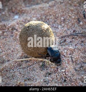 Dung Beetle at his work, Cederberg Mountains Stock Photo