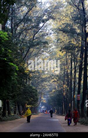 Sun rays blasting through the trees at the National Botanical Garden in Dhaka, Bangladesh. Stock Photo