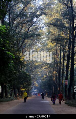 Sun rays blasting through the trees at the National Botanical Garden in Dhaka, Bangladesh. Stock Photo