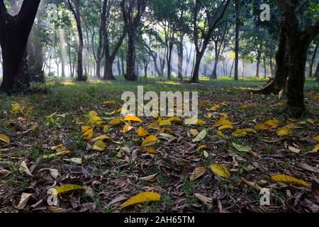 Sun rays blasting through the trees at the National Botanical Garden in Dhaka, Bangladesh. Stock Photo