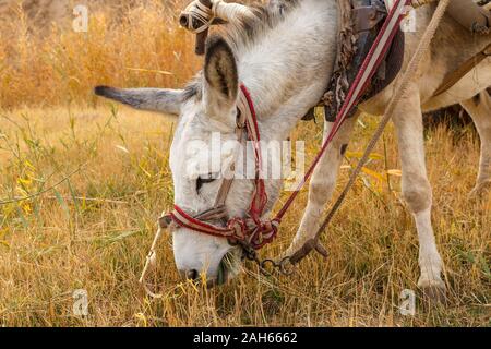 donkey eating grass in the pasture, donkey head Stock Photo