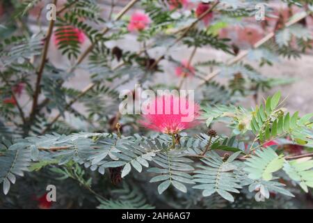 Closeup Of Persian Silk Tree Albizia Julibrissin Or Pink Siris Flowers Foliage And Immature Fruits Horizontal Night Shot Shallow Focus Stock Photo Alamy