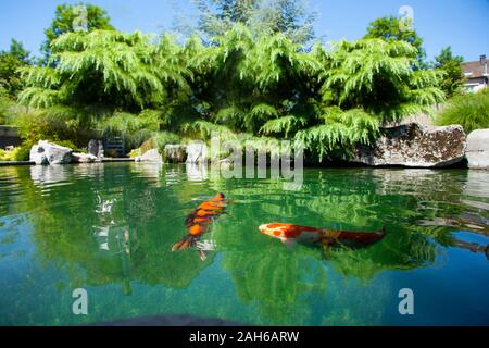 expensive koi fish in outdoor pond Stock Photo