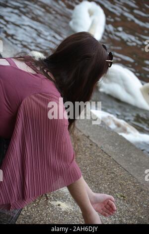 Rear view of the back of a brunette, long haired lady in a fashionable pink top with flared sleeves, leaning over on the ground to feed swans / ducks Stock Photo
