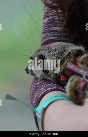 A cute little meerkat (Suricata suricatta) asleep, resting its head on the arm of a person who is cuddling it Stock Photo