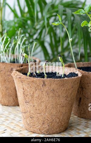 Seedlings grown in biodegradable coconut Husk pots made in the Philippines. The eco-friendly pots can be re-planted together with the seedlings into a Stock Photo