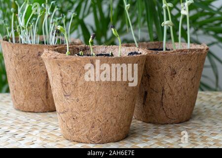 Seedlings grown in biodegradable coconut Husk pots made in the Philippines. The eco-friendly pots can be re-planted together with the seedlings into a Stock Photo