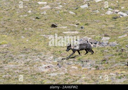 Rare and Elusive Tibetan Wolf  seen near Tsokar Lake ,Ladakh, India, Asia Stock Photo