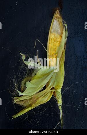 Single ear of corn isolated on a gray background, fresh corn on cob, corn harvest season. Stock Photo