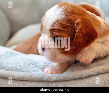 A newborn Cavalier King Charles Spaniel puppy perks its head up as it lies on the edge of a soft dog bed. The puppy has the breed's Blenheim coloring Stock Photo