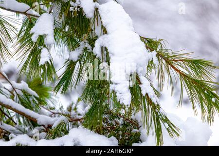The branches and needles of an evergreen tree are weighed down by a buildup of snow from a recent snowfall. Stock Photo