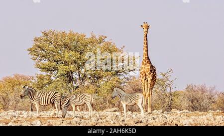 A solo giraffe stands tall above three zebra, in a dry, rocky landscape in Etosha National Park, Namibia. Stock Photo