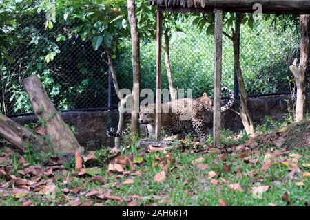 Tiger of Nandanakan Zoological Park in Odisha, India. Stock Photo