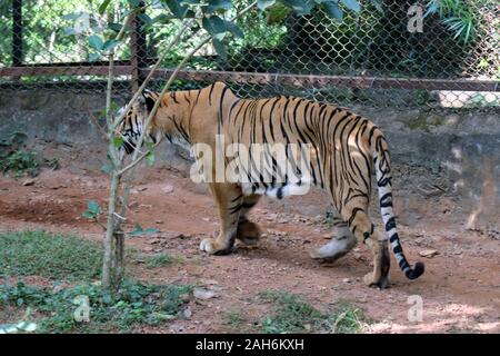 Tiger of Nandanakan Zoological Park in Odisha, India. Stock Photo