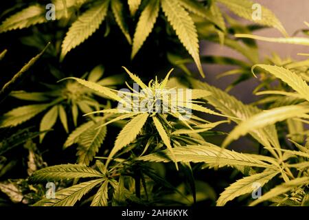 Green leaves and buds of flowering cannabis bushes. Indoor Marijuana plant Under Artificial Light. Stock Photo