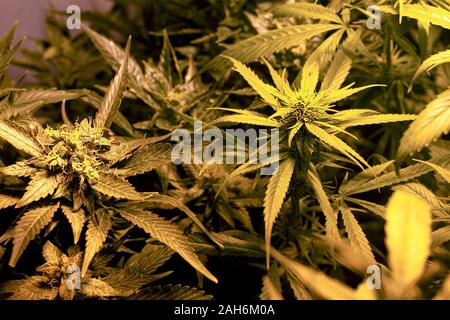 Green leaves and buds of flowering cannabis bushes. Indoor Marijuana plant Under Artificial Light. Stock Photo