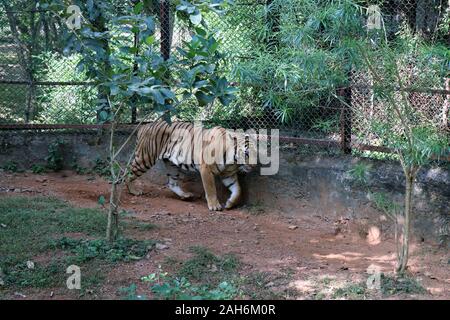 Tiger of Nandanakan Zoological Park in Odisha, India. Stock Photo