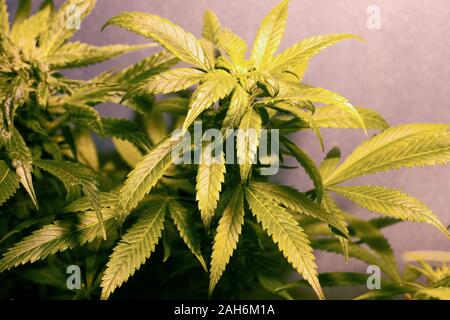 Green leaves and buds of flowering cannabis bushes. Indoor Marijuana plant Under Artificial Light. Stock Photo
